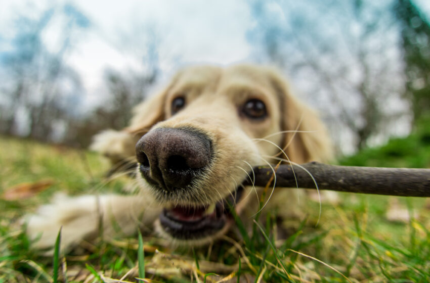  Gebitsverzorging voor honden: alles wat je moet weten