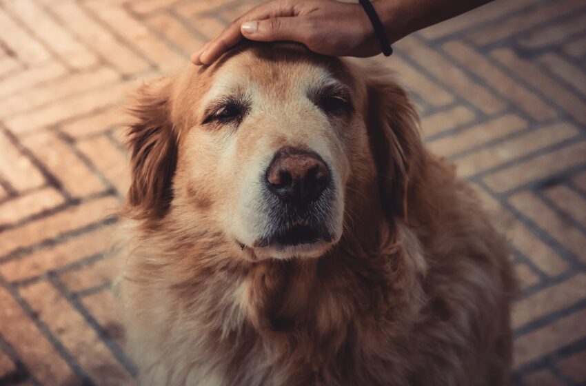 6 tips om voor je oudere hond te zorgen
