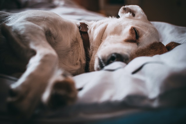  Wat zien honden in hun slaap?