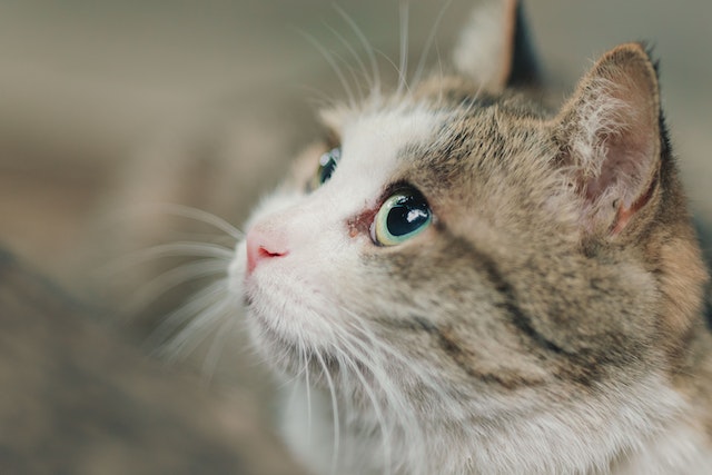  De 5 meest voorkomende vachtproblemen bij katten en hoe je ze behandelt