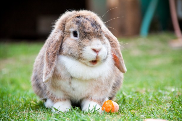  5 dingen waar je op moet letten bij het aanschaffen van een konijn