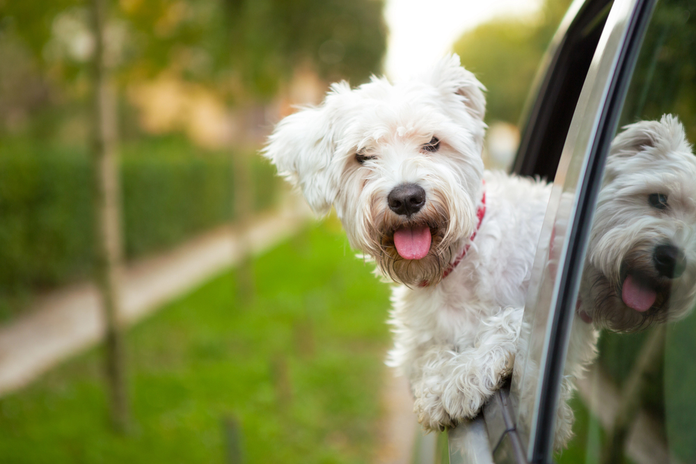 Blije hond hangt uit raam van de auto