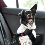 hond in de auto op vakantie