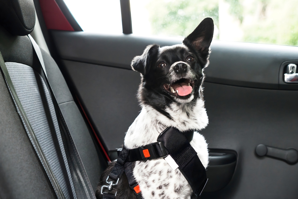 hond in de auto op vakantie